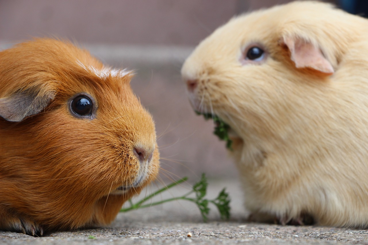 guinea pig, rodent, mammal-5287749.jpg